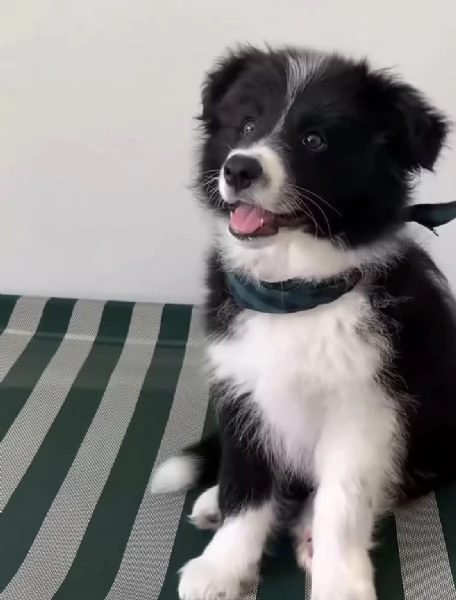 Border Collie cuccioli maschio e femmina