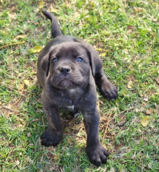 Cane Corso cuccioli maschio e femmina