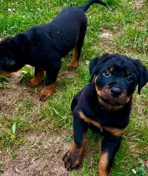 Rottweiler cuccioli maschio e femmina | Foto 0