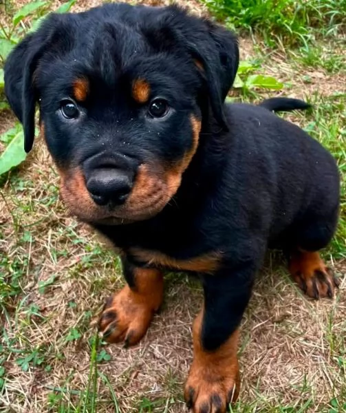Rottweiler cuccioli maschio e femmina