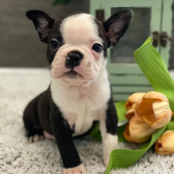 Boston terrier cuccioli maschio e femmina | Foto 0