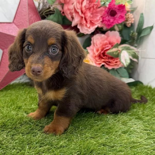 Bassotto cuccioli maschio e femmina | Foto 0