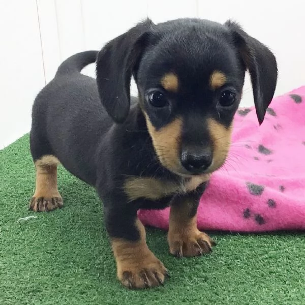 Bassotto cuccioli maschio e femmina