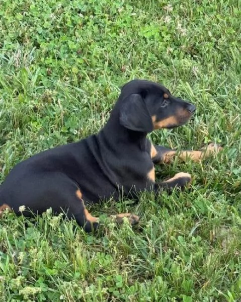 Dobermann cuccioli maschio e femmina | Foto 0