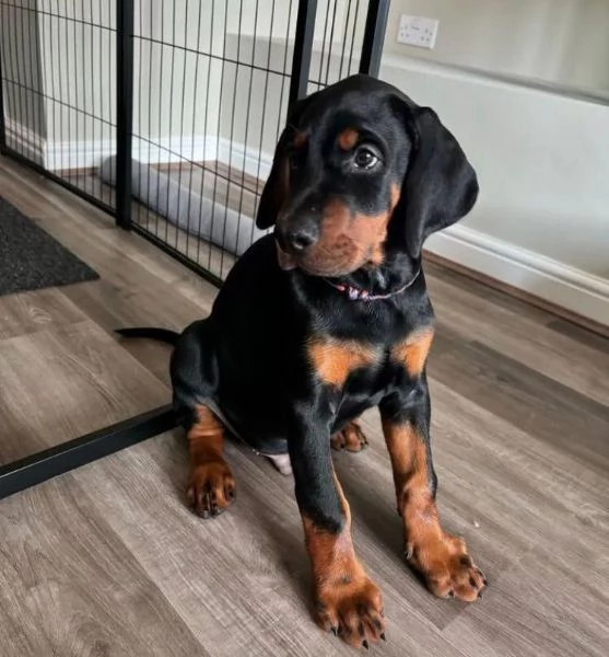 Dobermann cuccioli maschio e femmina