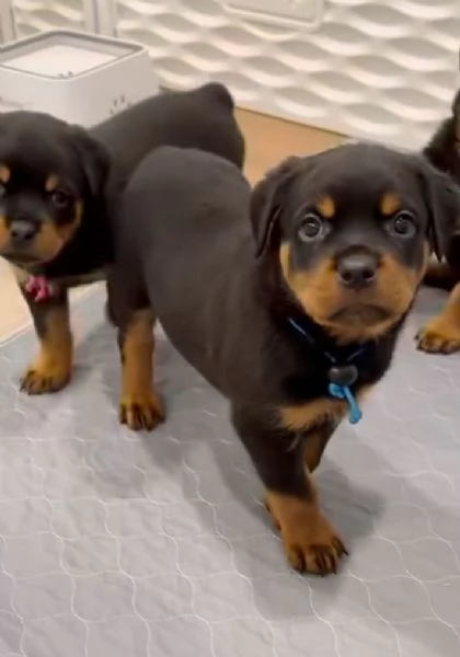 Rottweiler cuccioli maschio e femmina | Foto 0