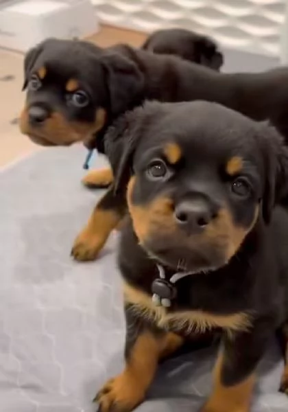Rottweiler cuccioli maschio e femmina