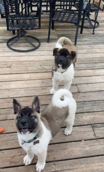 Akita inu cuccioli maschio e femmina | Foto 0