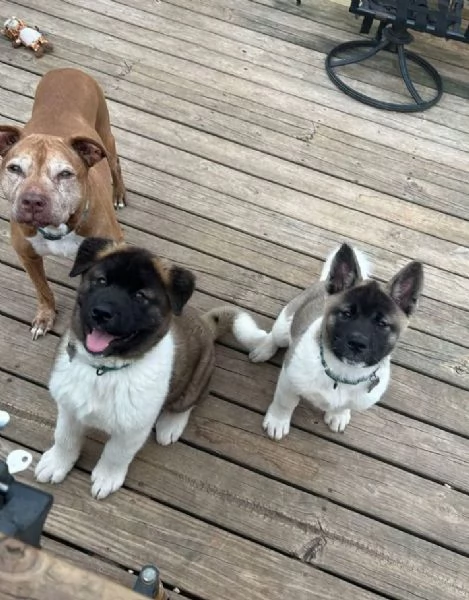Akita inu cuccioli maschio e femmina