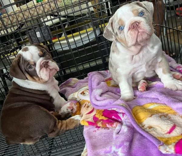 Bulldog Inglese cuccioli maschio e femmina