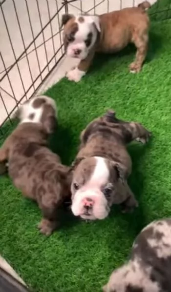 Bulldog Inglese cuccioli maschio e femmina | Foto 0
