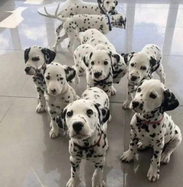 Dalmata cuccioli maschio e femmina | Foto 0
