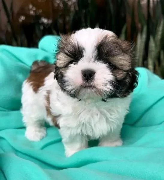 ShihTzu Mini Toy cuccioli maschio e femmina