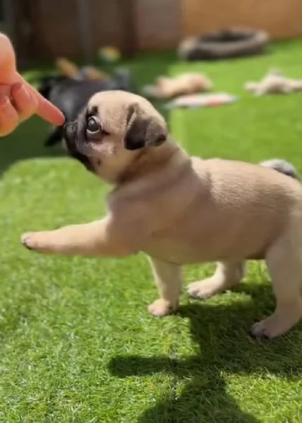 Carlino Pug cuccioli maschio e femmina | Foto 1