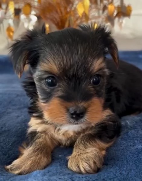 Yorkshire Terrier cuccioli maschio e femmina | Foto 0