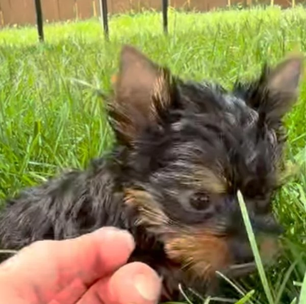 Yorkshire Terrier cuccioli maschio e femmina