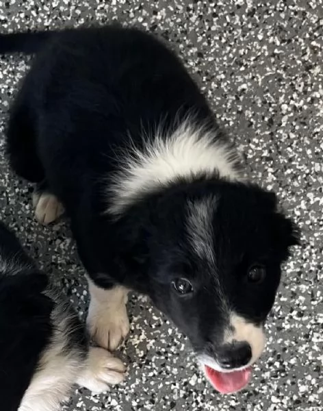 Border Collie cuccioli maschio e femmina