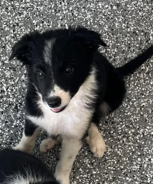 Border Collie cuccioli maschio e femmina | Foto 0