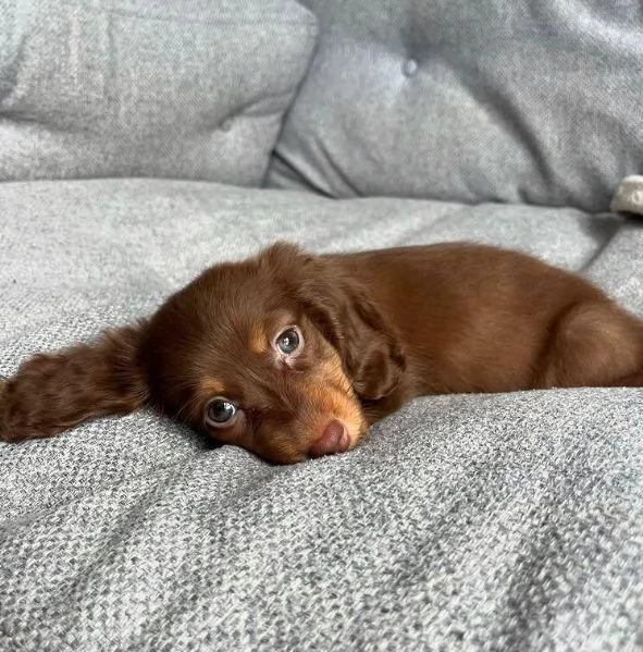 Bassotto Toy cuccioli maschio e femmina