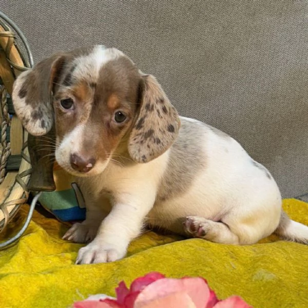 Bassotto cuccioli maschio e femmina