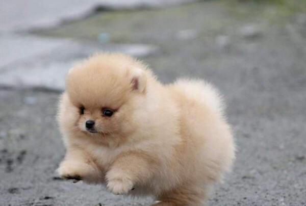 Pomeranian Toy cuccioli maschio e femmina | Foto 0