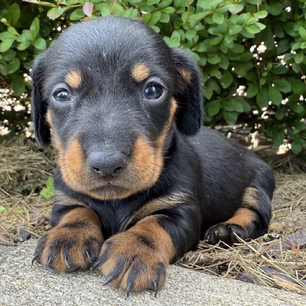 Bassotto Toy cuccioli maschio e femmina