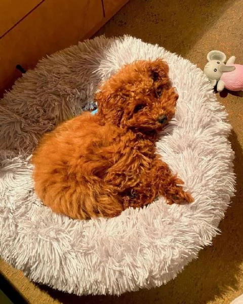 Barboncino Toy cuccioli maschio e femmina | Foto 0