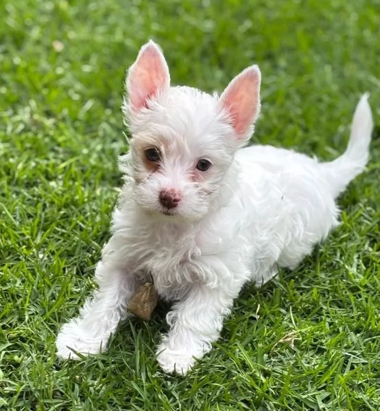 West Highland White Terrier cuccioli maschio e femmina | Foto 0