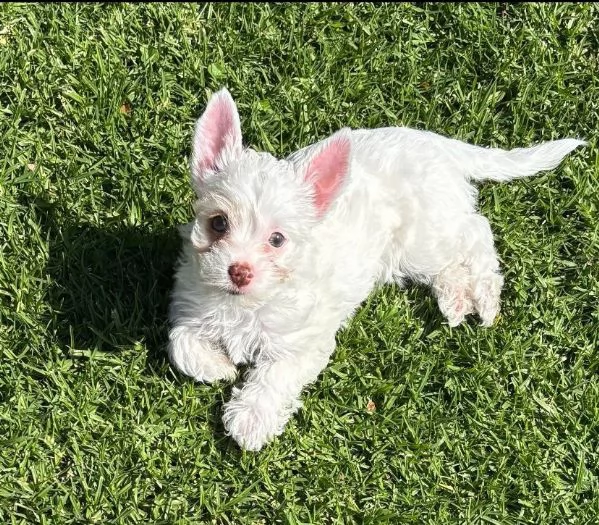 West Highland White Terrier cuccioli maschio e femmina