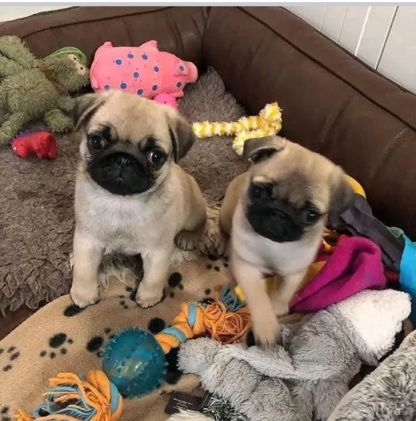 Carlino Pug cuccioli maschio e femmina | Foto 0