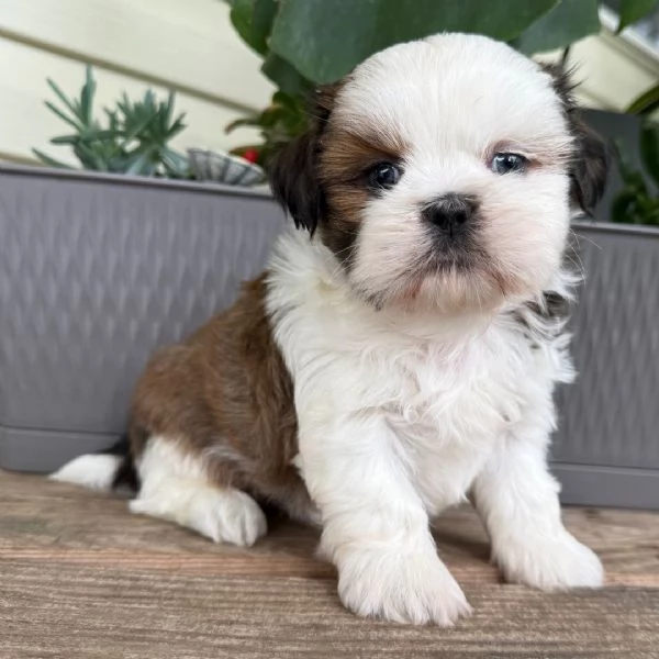 Shitzu cuccioli maschio e femmina | Foto 0