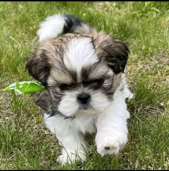 Shitzu cuccioli maschio e femmina