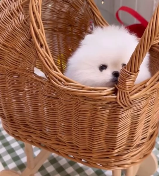 Pomeranian Toy cuccioli maschio e femmina