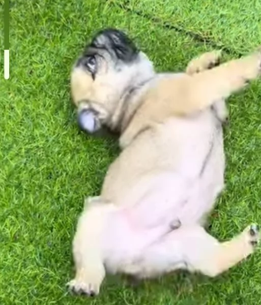 Regalo Carlino cuccioli maschio e femmina