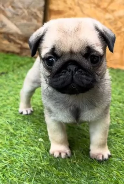 Regalo Carlino cuccioli maschio e femmina | Foto 0