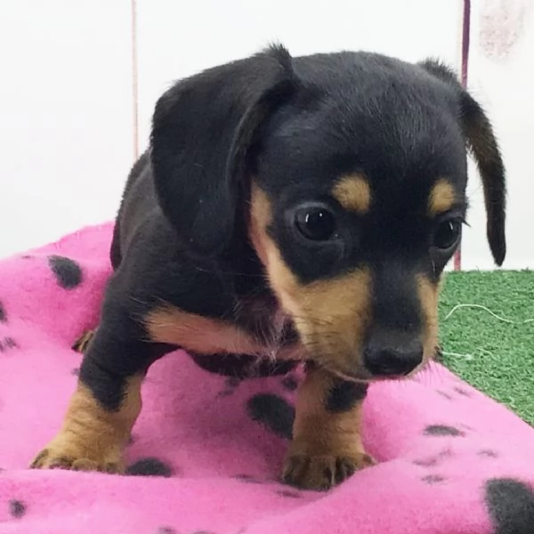 Regalo Bassotto cuccioli maschio e femmina | Foto 0