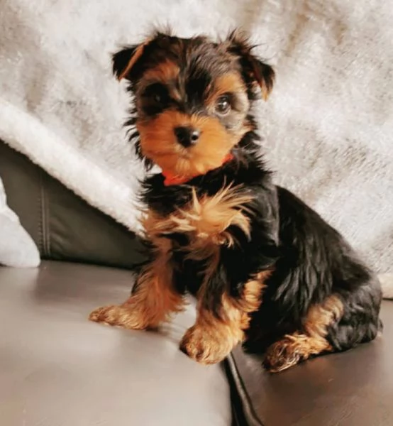 Yorkshire Terrier cuccioli maschio e femmina