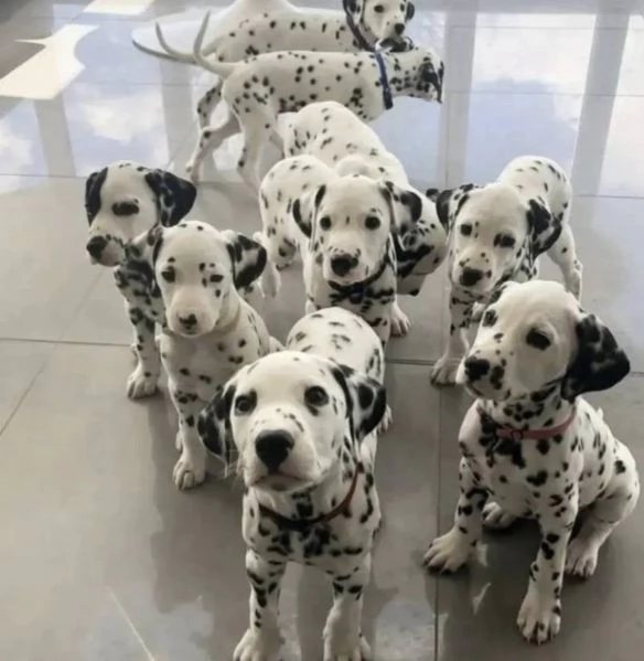 Dalmata cuccioli maschio e femmina | Foto 0