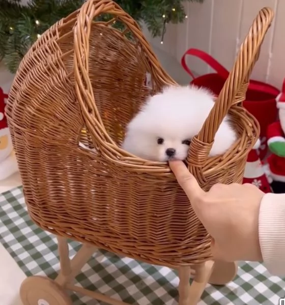 Cuccioli di  Pomeranian in miniatura nati il 23 maggio 2025