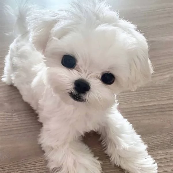 miniature  Maltese Toy disponibili  | Foto 0
