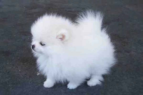 Pomeranian toy cerci casa disponibili maschio e Femmina 
