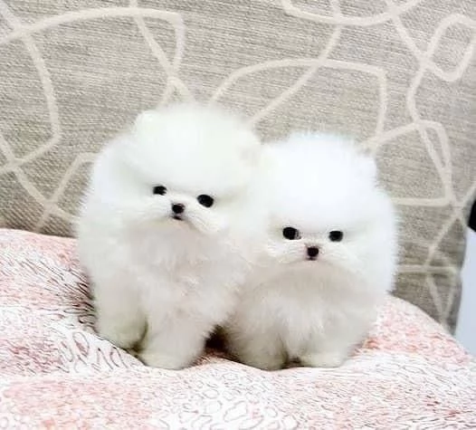   Pedigree ENCI  Microchip Maschio e Femmina Pomeranian disponibili 