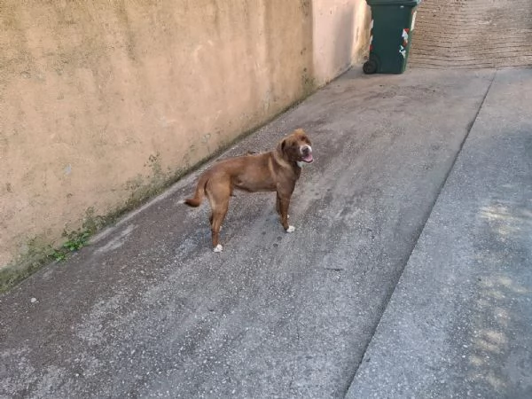 Addozione | Foto 2