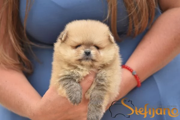 Pomerania BOO Cuccioli | Foto 2