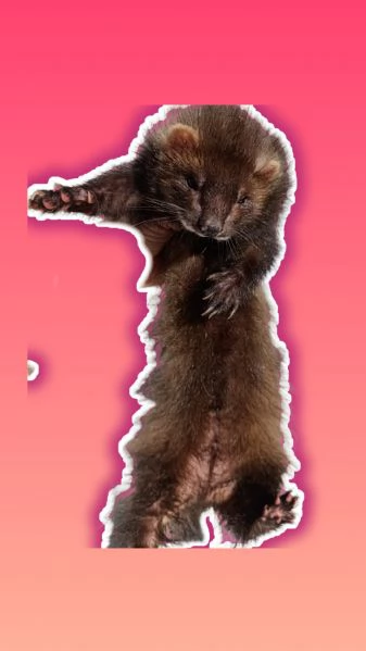 prenotazioni per adorabili cuccioli di furetto 2026 