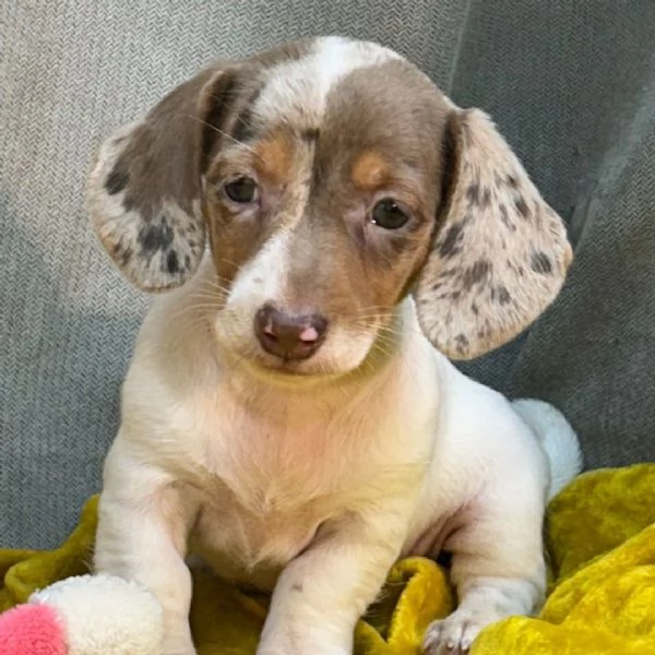 Bassotto Toy cuccioli maschio e femmina