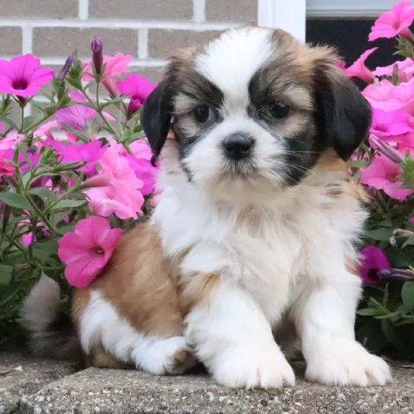 ShihTzu Mini Toy cuccioli maschio e femmina