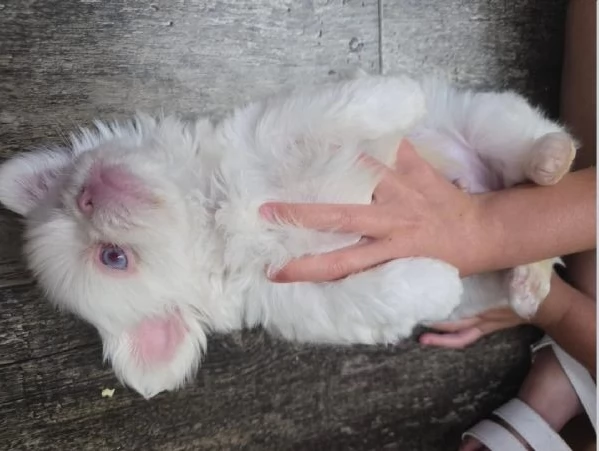 Pechinese cuccioli maschio e femmina | Foto 0