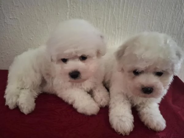 Cuccioli di Bichon Fris | Foto 4