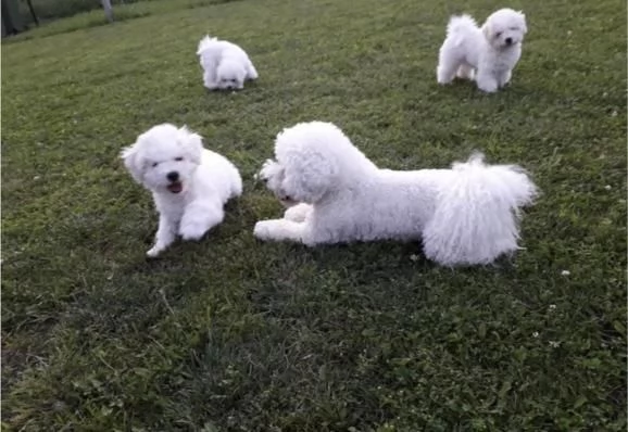Cuccioli di Bichon Fris | Foto 3